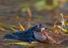 Żaba moczarowa -gody(Rana arvalis)
